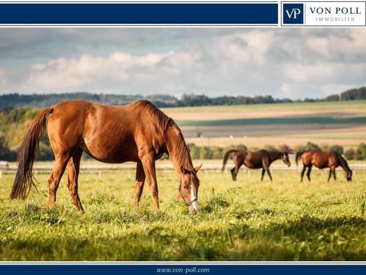 Haus zum Kauf 8 Zimmer 338 m² 45.433 m² Grundstück Glane Bad Iburg 49186