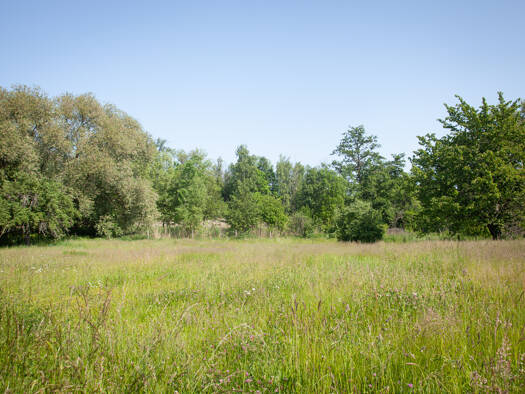 Grundstück zum Kauf provisionsfrei 50.000 € 626 m² Grundstück Lindenplatz Haselbach 04617