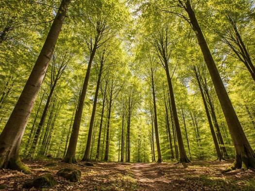 Land-/Forstwirtschaft zum Kauf 29.000 € 6.195 m² Grundstück Hausberge Porta Westfalica / Hausberge 32457