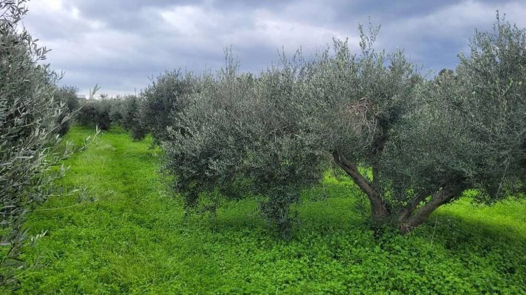 Grundstück zum Kauf 230.000 € 10.986 m² Grundstück Kreta Pagkalochori 741 50