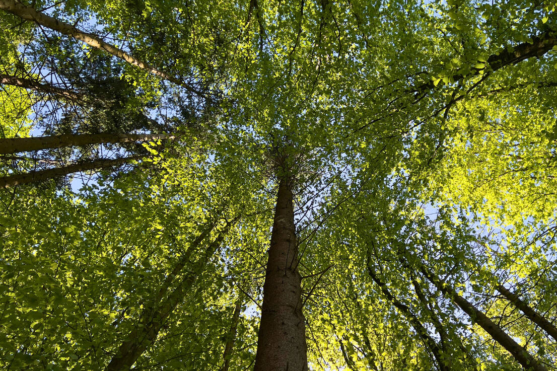 Land-/Forstwirtschaft zum Kauf - Ansicht 4