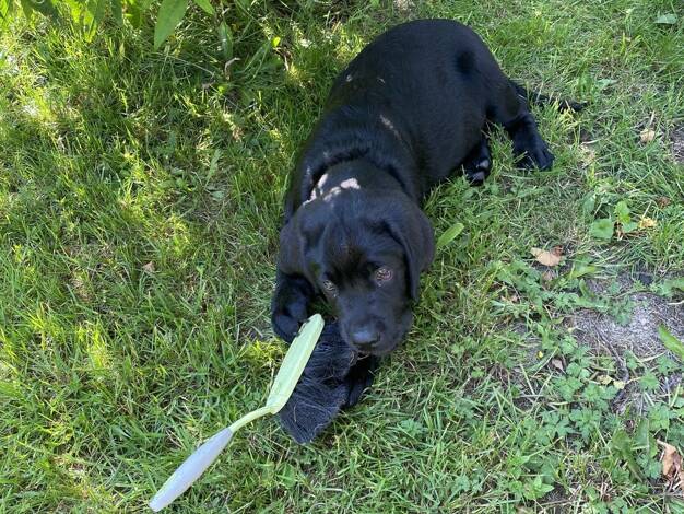 Einfamilienhaus zum Kauf provisionsfrei 469.999 € 6 Zimmer 167 m² 730 m² Grundstück Schneeberg 08289