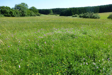 Land-/Forstwirtschaft zum Kauf 59.000 € 14.280 m² Sauggarter Straße Uttenweiler Uttenweiler 88524