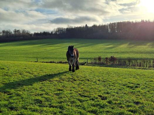 Bauernhaus zum Kauf 750.000 € 300 m² 17.000 m² Grundstück Ödinghausen Nümbrecht 51588