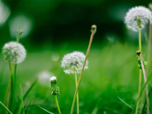 Grundstück zum Kauf 129.000 € 2.400 m² Grundstück Meißen 01662