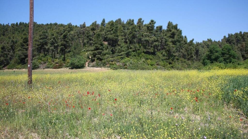 Land-/Forstwirtschaft zum Kauf 400.000 € 18.000 m² Grundstück Chalkidiki