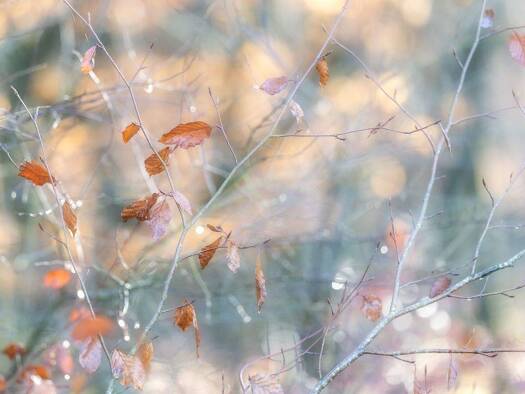 Wohnung zum Kauf 259.000 € 2 Zimmer 44,1 m² frei ab sofort Kastanienallee 61 Mitte Berlin 10119