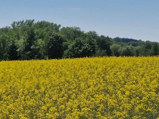Grundstück zum Kauf 51.400 m² Grundstück Andorf 4770