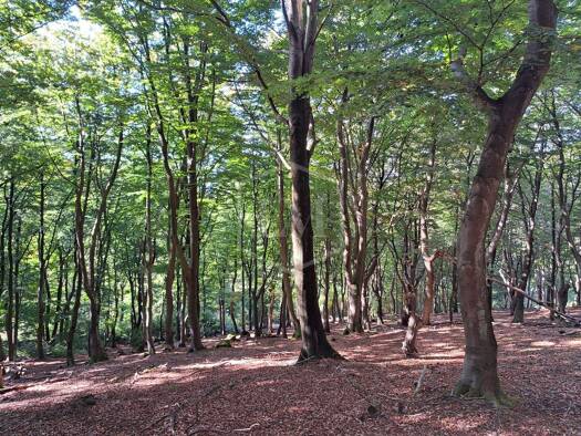 Forstwirtschaft zum Kauf 80.000 € 31.388 m² Grundstück Zentrum Iserlohn 58636