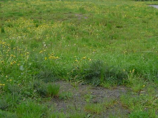 Grundstück zum Kauf 55.000 € 700 m² Grundstück Döggingen 78199