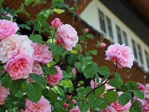 Doppelhaushälfte zum Kauf 279.000 € 151 m² 339 m² Grundstück Dülmen 48249