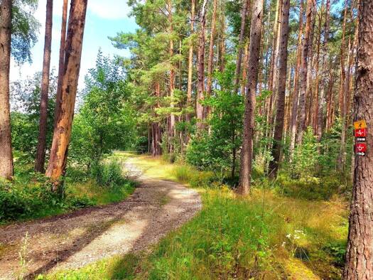 Forstwirtschaft zum Kauf 63.200 € 15.800 m² Sportplatz 2 Forth Eckental 90542