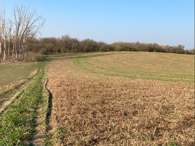 Grundstück zum Kauf provisionsfrei 53.435 m² Grundstück Rodensleberstraße Niederndodeleben Hohe Börde 39167