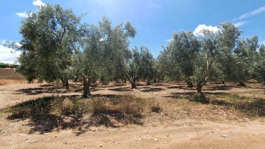 Land-/Forstwirtschaft zum Kauf 140.000 € 18.000 m² Grundstück Chalkidiki