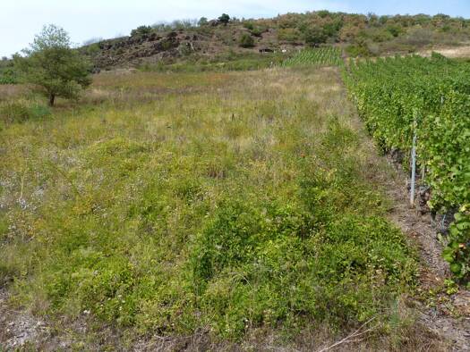 Land-/Forstwirtschaft zum Kauf provisionsfrei 5.900 € 1.165 m² Grundstück Eller Ediger-Eller 56814
