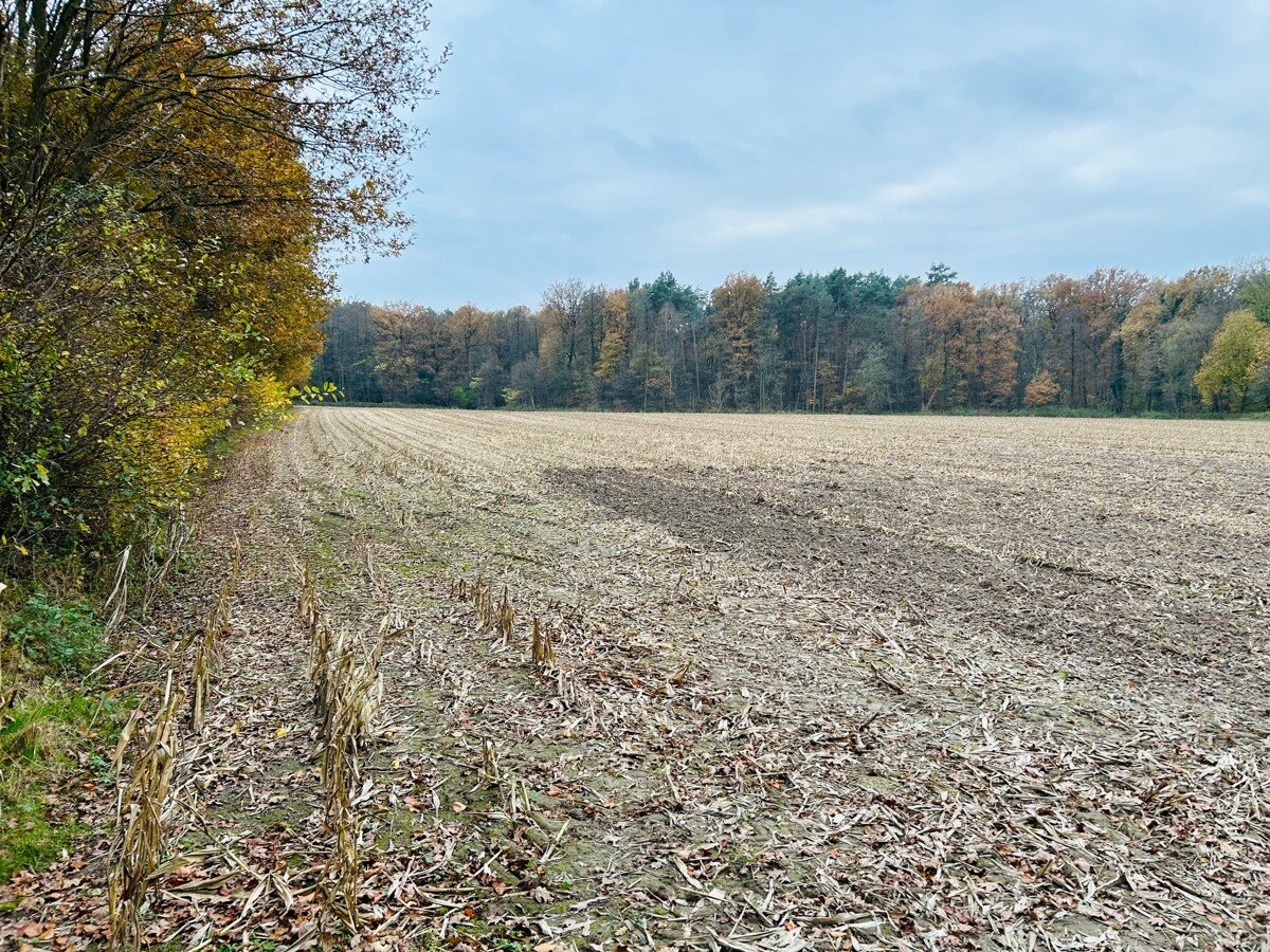 Land-/Forstwirtschaft zum Kauf 340.000 € 43.958 m²<br/>Grundstück Innenstadt - West Rheine 48432