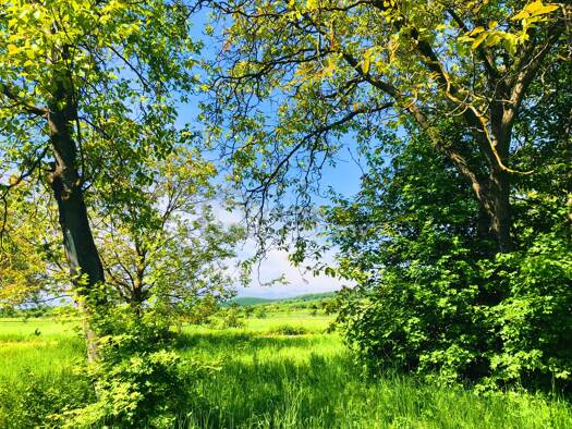 Grundstück zum Kauf 164.000 € 469 m² Grundstück Breitenbrunn am Neusiedler See 7091