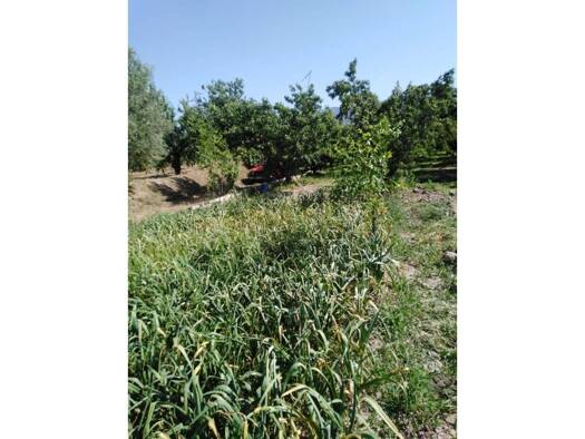 Acker-/Waldstück zum Kauf 18.000 € Fiñana 04500