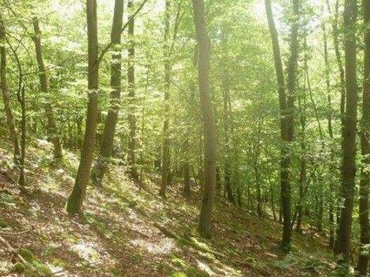 Grundstück zum Kauf 99.000 € 16.000 m² Grundstück Wettstetten 85139