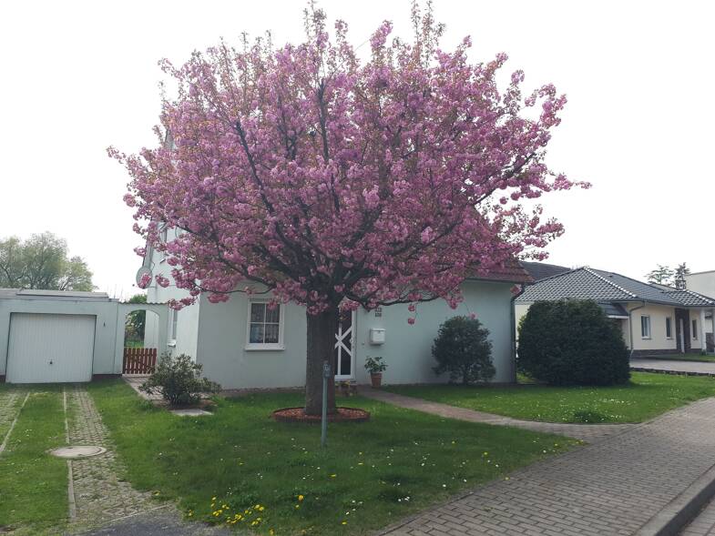 Haus zum Kauf 5 Zimmer 138,5 m² 832 m² Grundstück Schlossallee 108 Dom Brandenburg an der Havel 14776