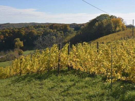 Weingut zum Kauf 330.000 € Fürstenfeld, Südoststeiermark, Vulkanland, Thermen 8280