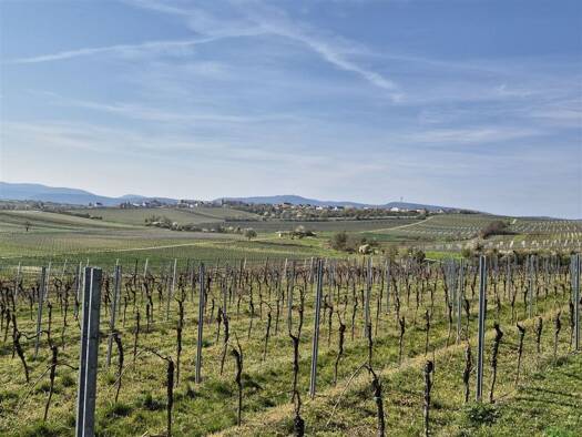 Haus zum Kauf 169.000 € 2 Zimmer 30 m² 1.580 m² Grundstück frei ab sofort Freinsheim 67251