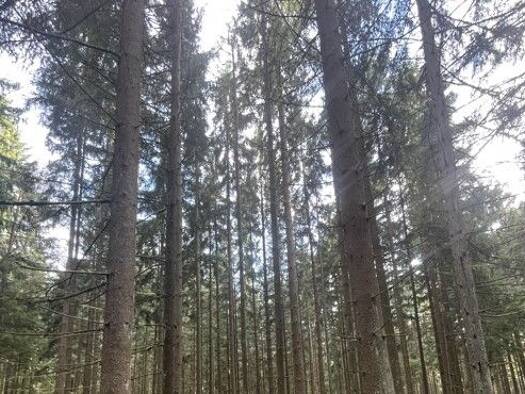 Land-/Forstwirtschaft zum Kauf 6.000 m² Grundstück Vohenstrauß Vohenstrauß / Altenstadt bei Vohenstrauß 92648