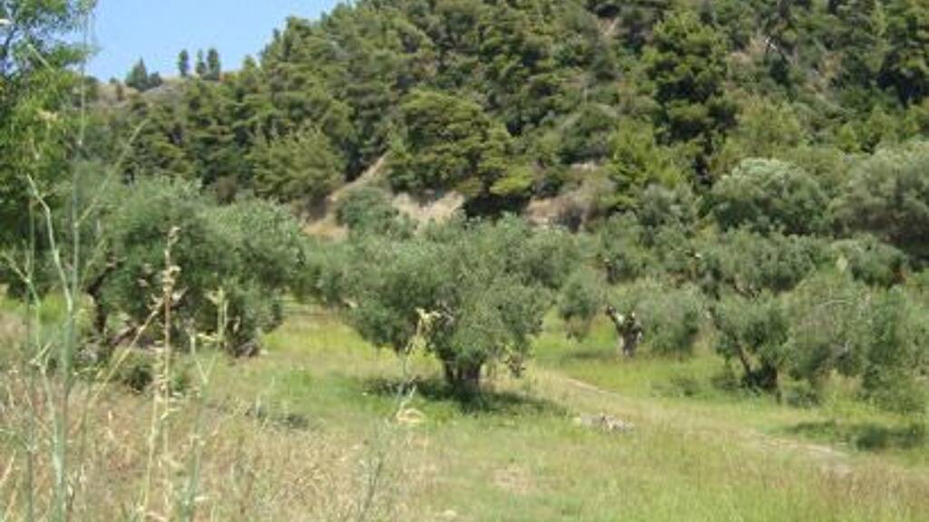 Land-/Forstwirtschaft zum Kauf 600.000 € 16.500 m² Grundstück Chalkidiki