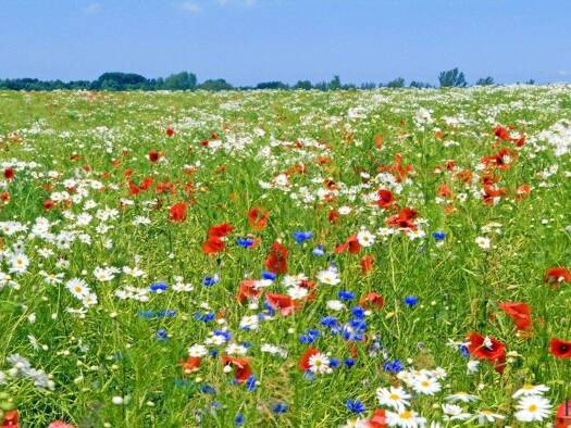 Land-/Forstwirtschaft zum Kauf 255.000 € 13.056 m² Grundstück Willendorf 2732