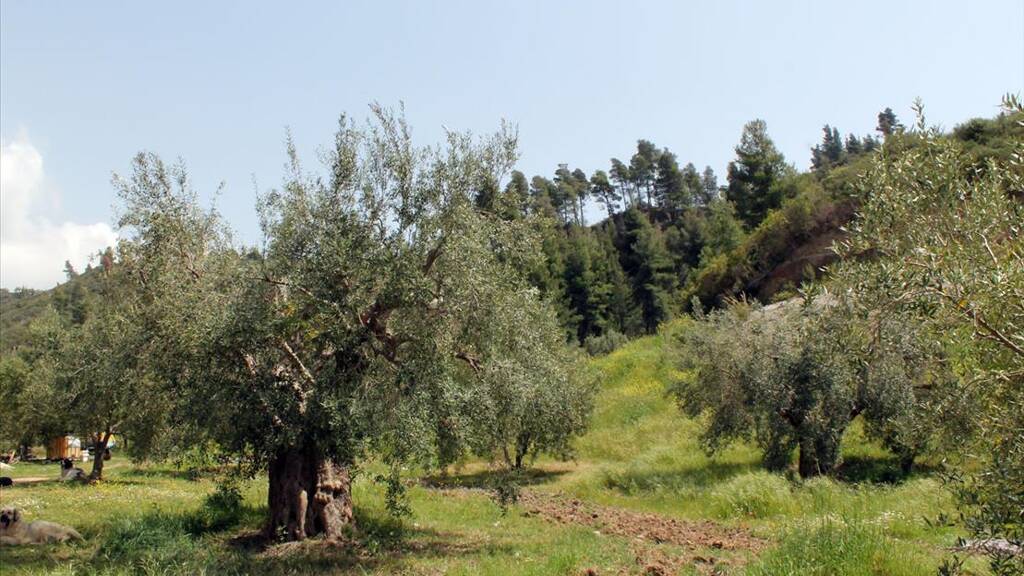 Land-/Forstwirtschaft zum Kauf 650.000 € 20.171 m² Grundstück Chalkidiki