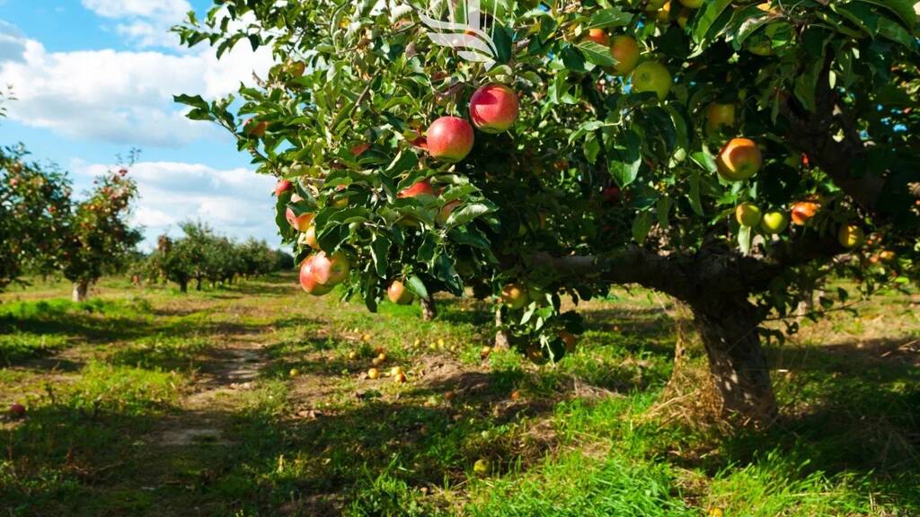 Grundstück zum Kauf 218.000 € 3.648 m² Grundstück Andrian 39010