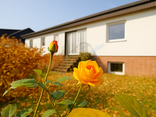 Haus zum Kauf 499.900 € 4,5 Zimmer 138,6 m² 702 m² Grundstück frei ab sofort Dornheim Groß-Gerau 64521