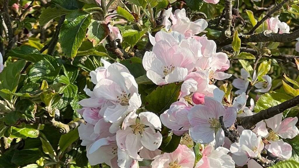 Grundstück zum Kauf 131.214 € 454 m² Grundstück Altenberge 48341