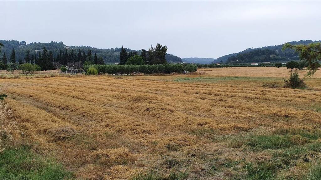 Land-/Forstwirtschaft zum Kauf 220.000 € 5.000 m² Grundstück Chalkidiki