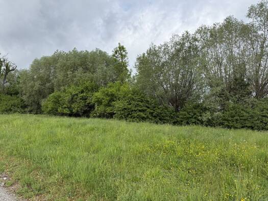 Grundstück zum Kauf 330.000 € 500 m² Grundstück Fußach 6972