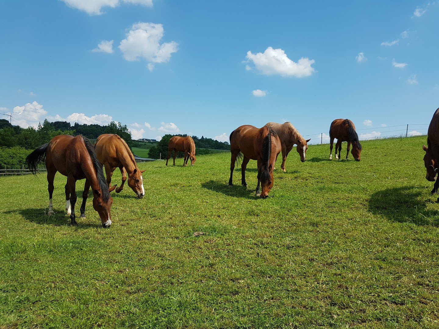 Reiterhof zum Kauf provisionsfrei 4.170.000 € Wendelhöfen / Gartenstadt Bayreuth 95444