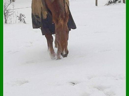 Haus zum Kauf 250.000 € 3 Zimmer 110 m² 30.000 m² Grundstück Bad Belzig 14806