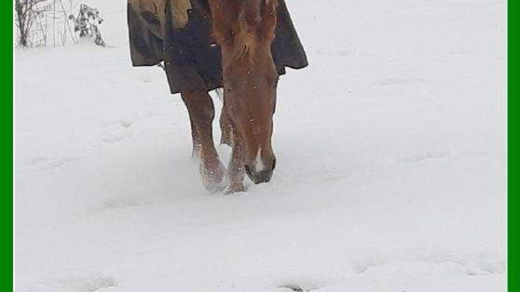 Haus zum Kauf 250.000 € 3 Zimmer 110 m² 30.000 m² Grundstück Bad Belzig 14806