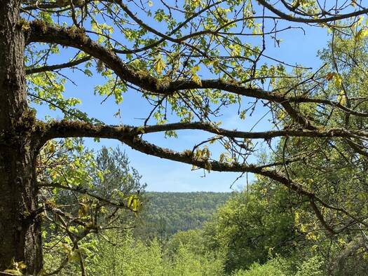 Grundstück zum Kauf 249.000 € 2.882 m² Grundstück frei ab sofort Girnitz Duggendorf 93182