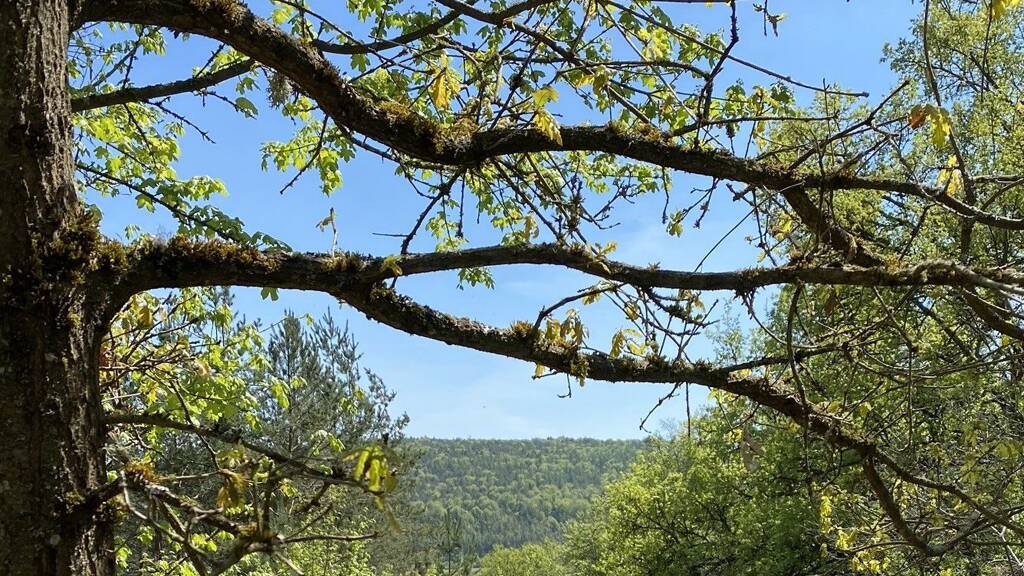 Grundstück zum Kauf 249.000 € 2.882 m² Grundstück frei ab sofort Girnitz Duggendorf 93182