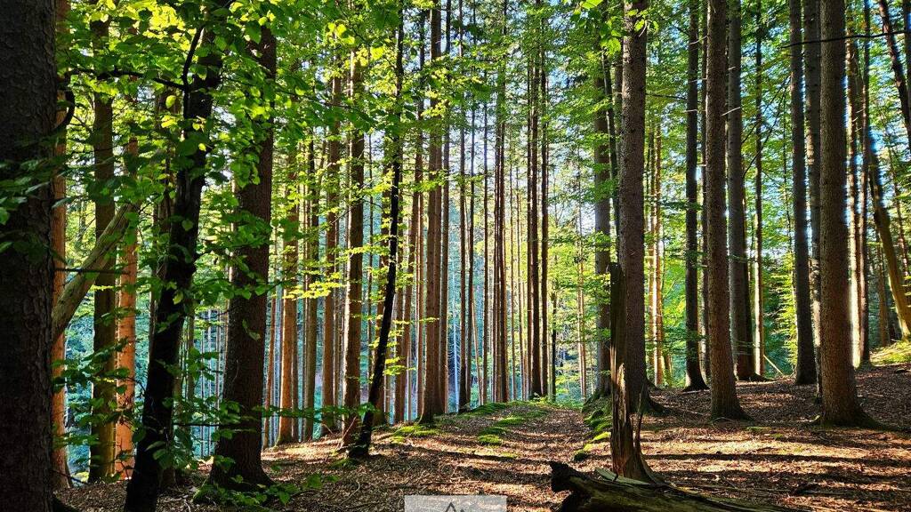 Grundstück zum Kauf als Kapitalanlage geeignet 209.000 € 1 Zimmer 30.485 m² Grundstück Bruck Weyarn 83629