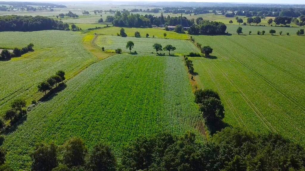 Land-/Forstwirtschaft zum Kauf 130.000 € Weddinghusen Weddingstedt 25795