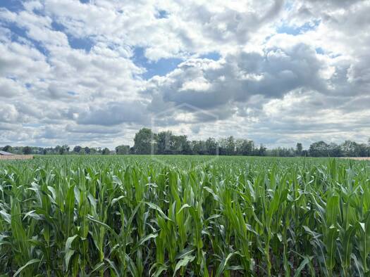 Landwirtschaftliche Fläche zum Kauf 205.000 € 12.891 m² Grundstück Rhede 46414