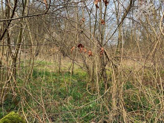 Grundstück zum Kauf 39.900 € 1.810 m² Grundstück Lütgenade Bevern 37639