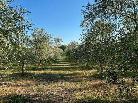 Acker-/Waldstück zum Kauf 75.000 € Rovinj Rovinj 52210