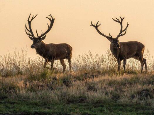 Forstwirtschaft zum Kauf Wien 1010