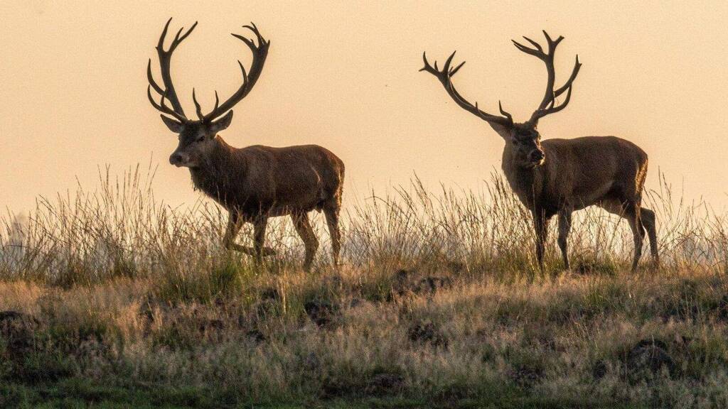 Forstwirtschaft zum Kauf Wien 1010
