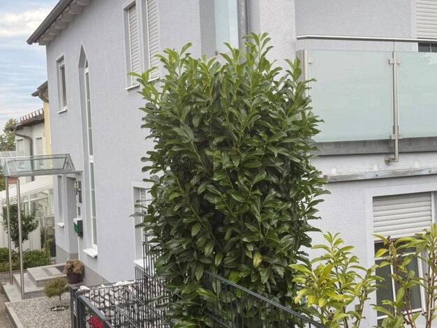 Reihenendhaus zum Kauf provisionsfrei 780.000 € 5 Zimmer 200 m² 375 m² Grundstück Brunnweg 12 Obertraubling Obertraubling 93083