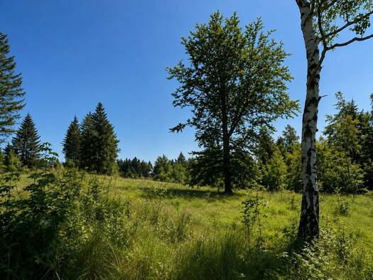 Grundstück zum Kauf 148.000 € 1.910 m² Grundstück Waldidylle Altenberg 01773