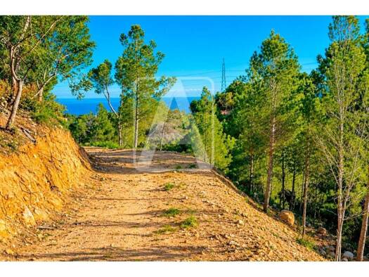 Acker-/Waldstück zum Kauf 338.000 € Altea 03590